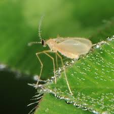 Attēlu rezultāti vaicājumam “Cecidomyiidae”