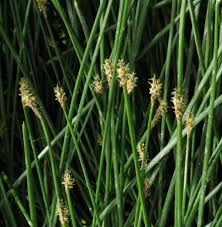 Attēlu rezultāti vaicājumam “Eleocharis palustris”