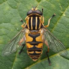 Attēlu rezultāti vaicājumam “Helophilus pendulus”