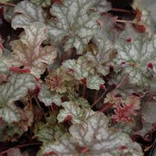 Image result for Heuchera Metallica
