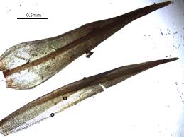 Attēlu rezultāti vaicājumam “Schistidium dupretii”