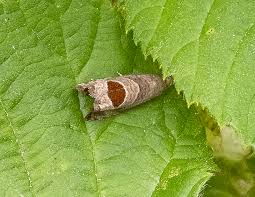 Attēlu rezultāti vaicājumam “Notocelia uddmanniana”