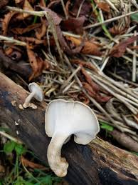 Attēlu rezultāti vaicājumam “Polyporus tubaeformis”