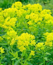 Attēlu rezultāti vaicājumam “Euphorbia palustris leaf”