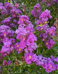 Image result for Lagerstroemia