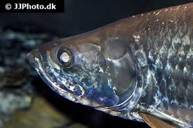 Image result for Elops saurus