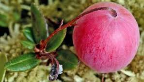 Attēlu rezultāti vaicājumam “Oxycoccus leaf”