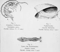 Attēlu rezultāti vaicājumam “Ancylus fluviatilis”