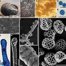 Attēlu rezultāti vaicājumam “Lycogala cf. fossiculatum macro”