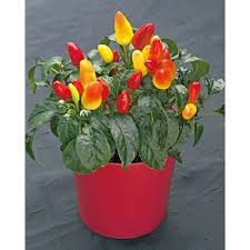 Afbeeldingsresultaat voor chili maya hot pepper hot pepper