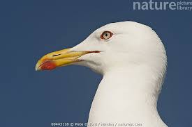 Image result for Larus cachinnans