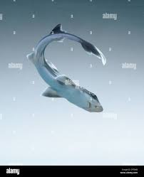 Image result for Mustelus canis