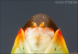 Attēlu rezultāti vaicājumam “Jalla dumosa imago”