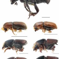 Attēlu rezultāti vaicājumam “Scolytus scolytus, Scolytus multistriatus”