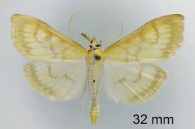 Attēlu rezultāti vaicājumam “Paratalanta hyalinalis”