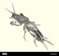 Attēlu rezultāti vaicājumam “Gryllotalpa gryllotalpa”