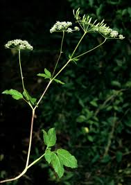 Attēlu rezultāti vaicājumam “Chaerophyllum aromaticum”