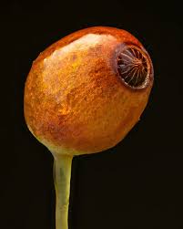 Attēlu rezultāti vaicājumam “Philonotis marchica sporophyte”