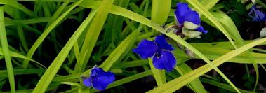 Attēlu rezultāti vaicājumam “Thalictrum minus leaf”