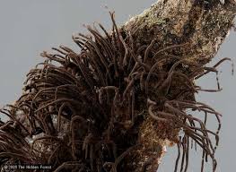 Attēlu rezultāti vaicājumam “Stemonaria irregularis”