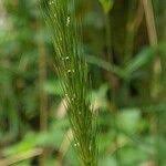 Attēlu rezultāti vaicājumam “Hordelymus europaeus fruit”