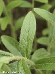 Image result for Inula hirta