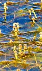 Attēlu rezultāti vaicājumam “Potamogeton rutilus”