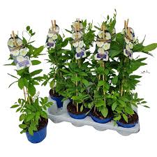 Image result for Glockenrebe