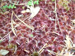 Attēlu rezultāti vaicājumam “Sphagnum rubellum”