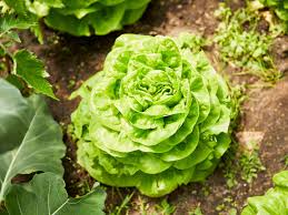 Image result for Kopfsalat