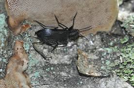 Attēlu rezultāti vaicājumam “Melandrya dubia”