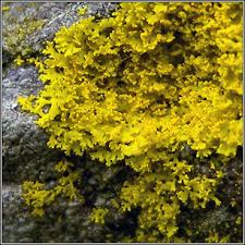 Attēlu rezultāti vaicājumam “Xanthoria candelaria”