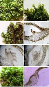 Attēlu rezultāti vaicājumam “Pellia endiviifolia sporophyte”