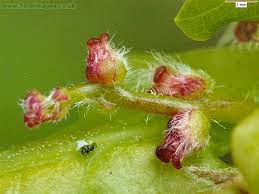 Attēlu rezultāti vaicājumam “Quercus robur bud”
