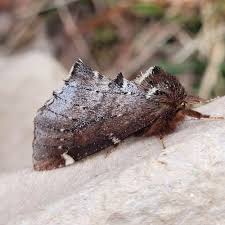 Attēlu rezultāti vaicājumam “Odontosia carmelita”