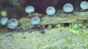 Attēlu rezultāti vaicājumam “Diderma subviridifuscum spores”