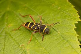 Attēlu rezultāti vaicājumam “Plagionotus detritus”