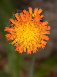 Image result for Hieracium aurantiacum