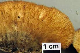 Attēlu rezultāti vaicājumam “Coriolopsis trogii”