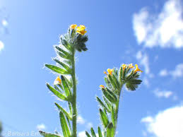Attēlu rezultāti vaicājumam “Lycogala persicum sessile”