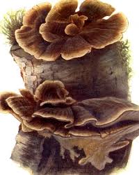 Attēlu rezultāti vaicājumam “Bjerkandera fumosa”