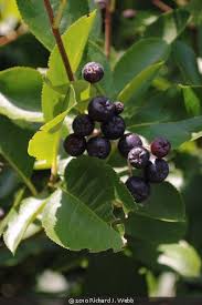 Attēlu rezultāti vaicājumam “Aronia melanocarpa”