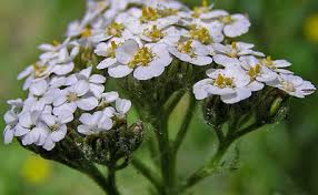 Image result for Achillea millefolium