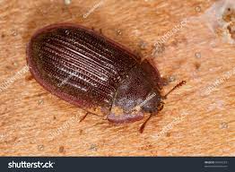 Attēlu rezultāti vaicājumam “Ostoma ferruginea”