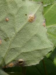 Attēlu rezultāti vaicājumam “Puccinia poarum”