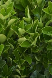 Attēlu rezultāti vaicājumam “Euonymus flower”