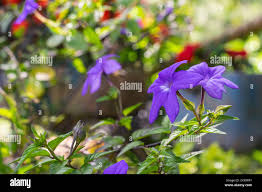 Image result for Browallia speciosa