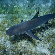 Image result for Carcharhinus perezii