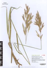 Attēlu rezultāti vaicājumam “Bromopsis inermis”