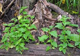 Attēlu rezultāti vaicājumam “Scutellaria galericulata leaf”